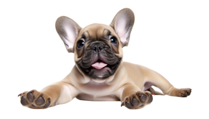 playful french bulldog puppy isolated on transparent background cutout