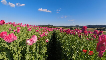 Summer 2024 Poppy fields in Hesse Germany