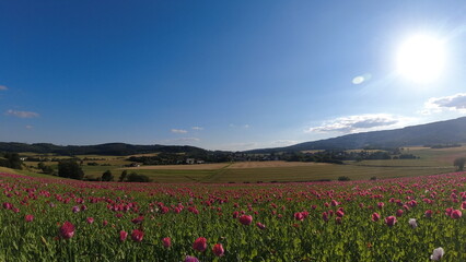 Obraz premium Summer 2024 Poppy fields in Hesse Germany