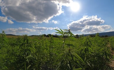 Cannabis field in Hessia summer 2024