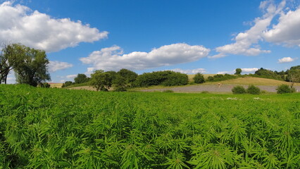 Cannabis field in Hessia summer 2024