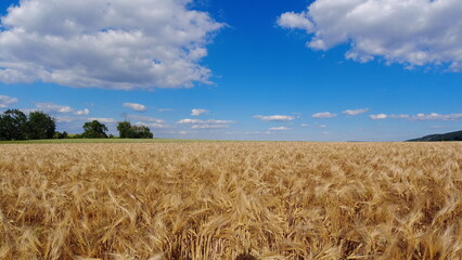 Summer 2024 Wheat fields in Hesse Germany