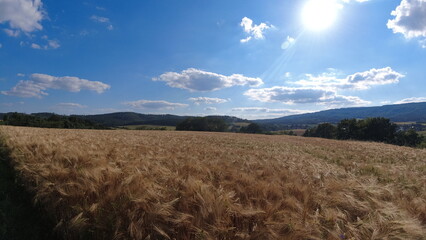 Obraz premium Summer 2024 Wheat fields in Hesse Germany