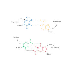 Diagram showing hydrogen bonds between DNA nitrogenous bases - Cytidine, Guanosine, Adenosine, Thymidine. simple schematic illustration.