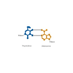Diagram showing hydrogen bonds between DNA nitrogenous bases - Thymidine and Adenosine, simple schematic illustration.