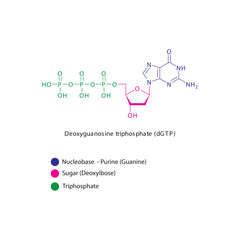 Deoxyguanosine triphosphate (dGTP) skeletal structure schematic illustration, Nucleoside molecule.