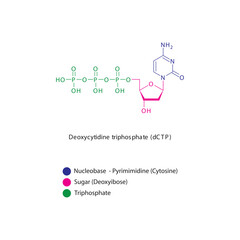 Deoxycytidine triphosphate (dCTP) skeletal structure schematic illustration, Nucleoside molecule.