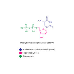 Deoxythymidine diphosphate (dTDP) skeletal structure schematic illustration, Nucleoside molecule.