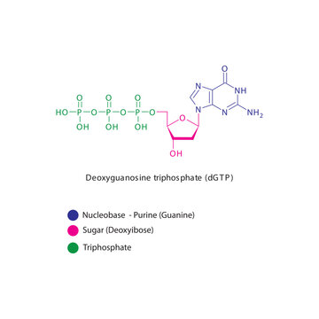 Deoxyguanosine triphosphate (dGTP) skeletal structure schematic illustration, Nucleoside molecule.