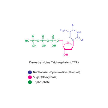 Deoxythymidine Triphosphate (dTTP) skeletal structure schematic illustration, Nucleoside molecule.