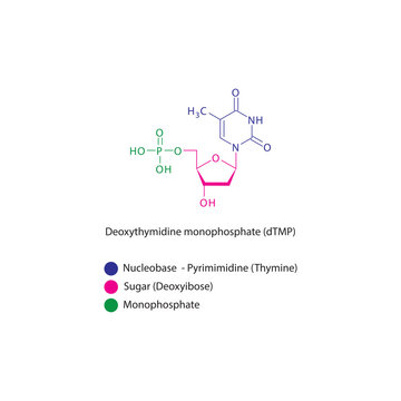 Deoxythymidine monophosphate&nbsp;(dTMP) skeletal structure schematic illustration, Nucleotide molecule.