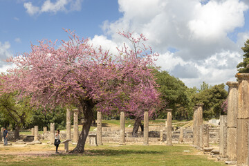 Olympia archaeological site with ruins and beautiful pink plooming flowers, Greece