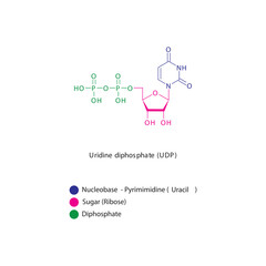 Uridine diphosphate (UDP) skeletal structure schematic illustration, Nucleoside molecule.