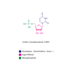 Uridine monophosphate (UMP) skeletal structure schematic illustration, Nucleotide molecule.