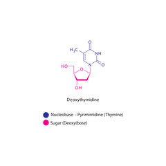 Deoxythymidine skeletal structure schematic illustration, Nucleoside molecule.