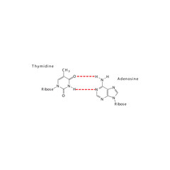 Diagram showing hydrogen bonds between DNA nitrogenous bases - Thymidine and Adenosine, simple schematic illustration.