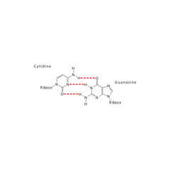 Diagram showing hydrogen bonds between DNA nitrogenous bases - Cytidine and Guanosine, simple schematic illustration.