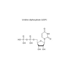 Uridine diphosphate (UDP) skeletal structure schematic illustration, Nucleoside molecule.
