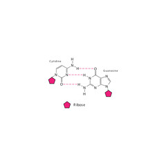 Diagram showing hydrogen bonds between DNA nitrogenous bases - Cytidine and Guanosine, simple schematic illustration.