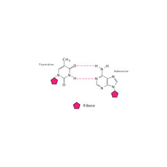 Diagram showing hydrogen bonds between DNA nitrogenous bases - Thymidine and Adenosine, simple schematic illustration.