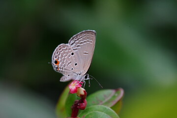 Ypthima huebneri or Common five ring found in vegetable gardens.
