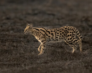 Serval (Leptailurus serval), Maasai Mara, Kenya, Africa