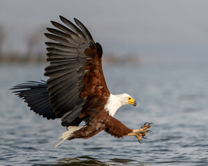 An African fish Eagle (Icthyophaga vocifer) in flight, Lake Naivasha Kenya, Africa