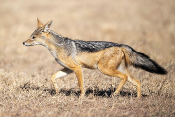 A black-backed Jackal (Canis mesomelas) in Kenya, Africa