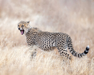 Cheetah in Kenya, Africa 