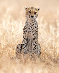 Cheetah in Kenya, Africa 