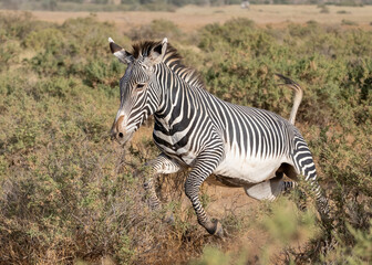 Grevy's Zebra or imperial zebra (Equus gravy), Samburu Game Reserve, Kenya, Africa