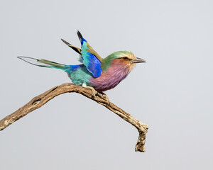 Lilac-breasted Roller (Coracias caudatus), Maasai Mara, Kenya Africa