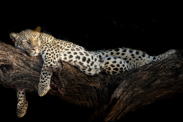 Leopard (Panthera padres) resting on tree, Samburu, Game Reserve, Kenya, Africa