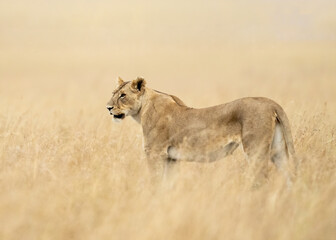 A Lioness (Panthera Leo) hunting in the savannah of Maasai Mara, Kenya, Africa