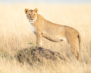 A Lioness (Panthera Leo) hunting in the savannah of Maasai Mara, Kenya, Africa
