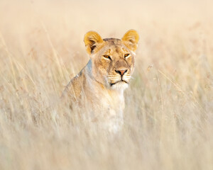 A Lioness (Panthera Leo) hunting in the savannah of Maasai Mara, Kenya, Africa