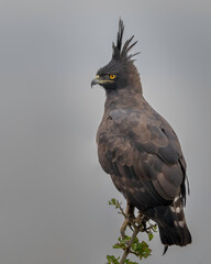 Long-crested Eagle (Lophaetus occipitalis), Maasai Mara, Kenya, Africa