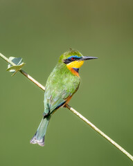 Little bee-eater (Merops pusillus), Samburu Game Reserve, Kenya, Africa