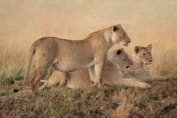 Lion pride (Panthera leo) on early morning hunt, Maasai Mara, Kenya, Africa