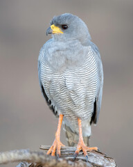 Pale chanting Goshawk (Melierax canorus), Samburu Game Reserve, Kenya, Africa