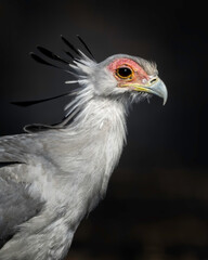 Sacretarybird or secretary bird (sagittarius serpentarius), Maasai Mara, Kenya, Africa
