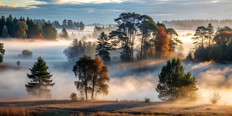 A forest or field shrouded in thick morning fog, with visible silhouettes of trees or bushes.