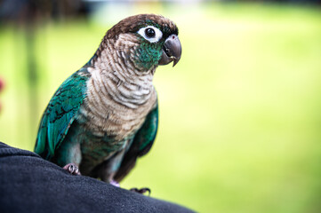 Portrait single green and white macaw with blurred background