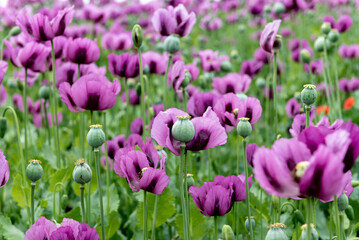 Flowering opium poppy Papaver somniferum on a field in spring.