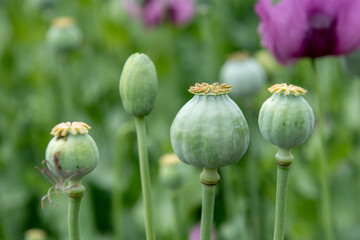 Flowering opium poppy Papaver somniferum on a field in spring.