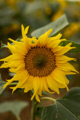 Fototapeta premium A large sunflower flower. A field with sunflowers. Blossoming field
