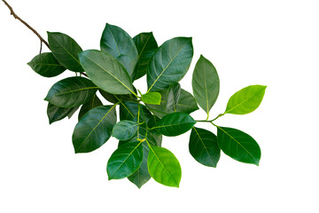 Obraz premium branch and leaf isolated on white background, leaves of jackfruit tree.