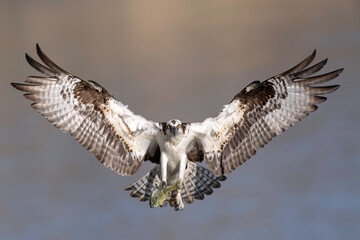 Osprey (Pandion haliaetus) sea hawk, river hawk, fish hawk with fish flying into nest with soft light in North America 