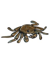 Crabs are marine animals that have multiple legs to help them walk.