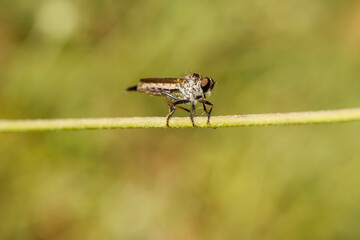Vue macro d'un Machime à poils sur une tige de plante